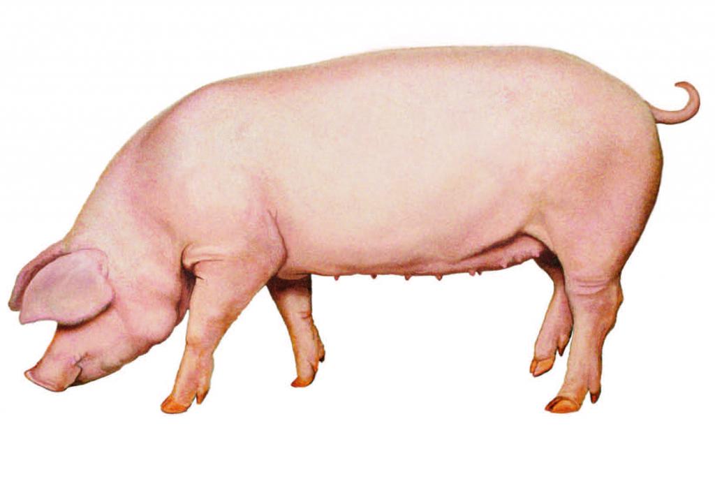 Welche Schweinerassen Gib Es