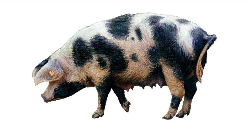 Welche Schweinerassen Gib Es