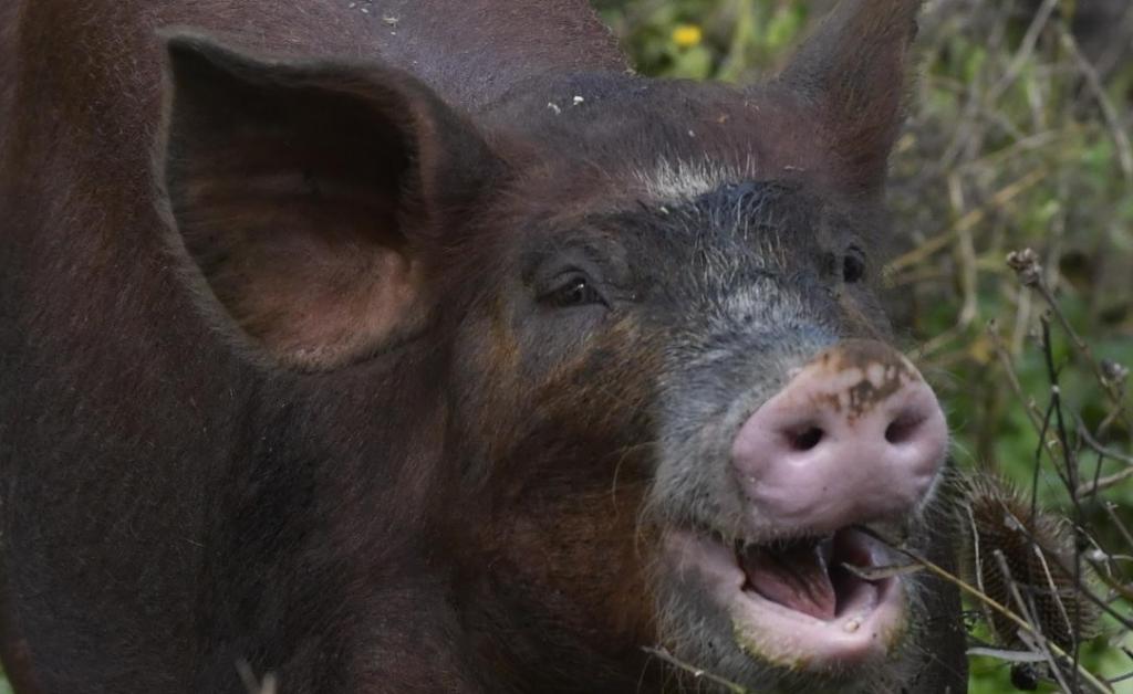 55 Alltags Produkte Von Denen Du Nie Vermuten Wurdest Dass Schwein Drin Ist